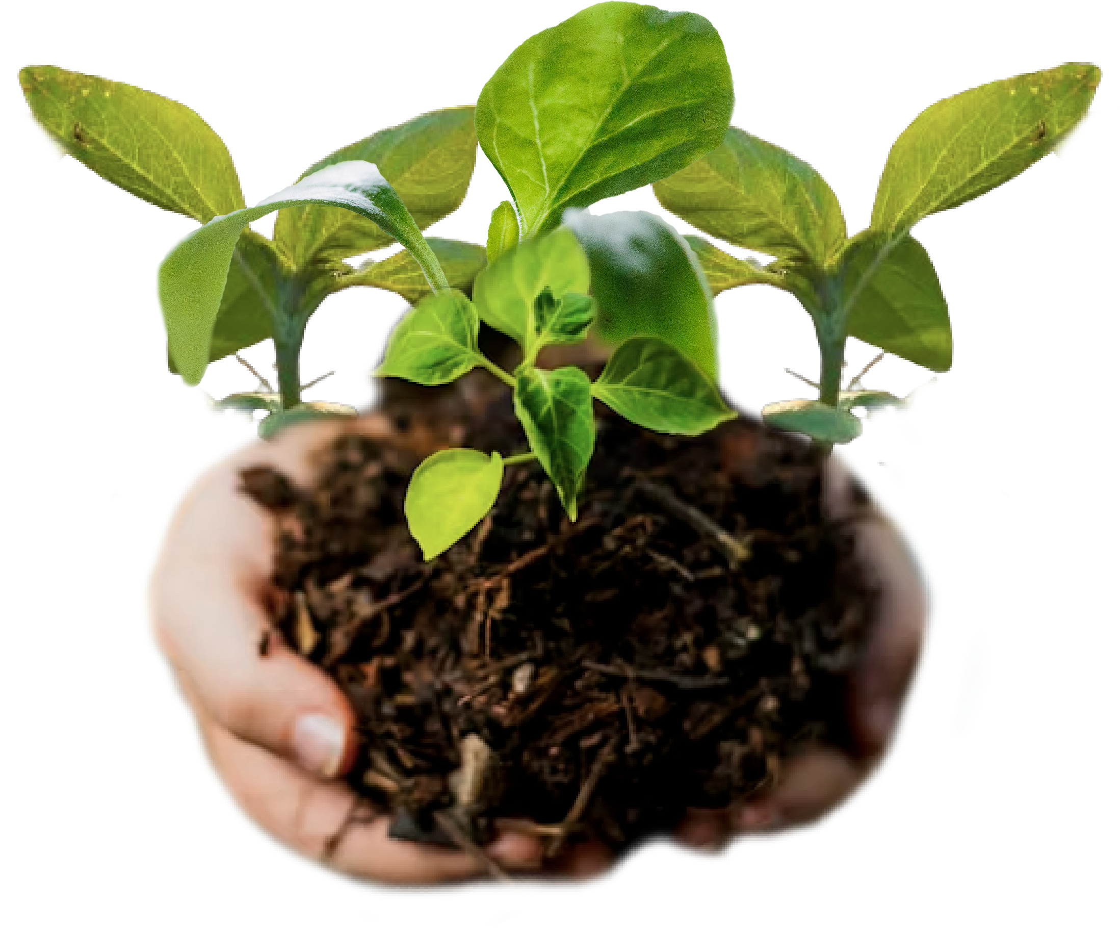 Planta como simbolo de crecimiento